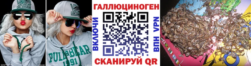 что такое   Кадников  Псилоцибиновые грибы Psilocybine cubensis 